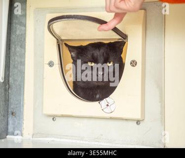 owner teaching a cat how to use a cat flap Stock Photo