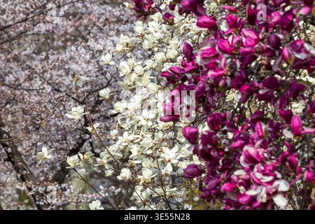 The image presents a close-up view of blooming magnolia flowers in shades of white and purple, set against a backdrop of soft pink cherry blossoms. Th Stock Photo