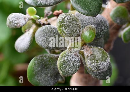 Jade plant leaves covered with layer of powdery mildew. Plant disease  visible on succulent foliage highlighting infection, plant care issues, and  comm Stock Photo - Alamy