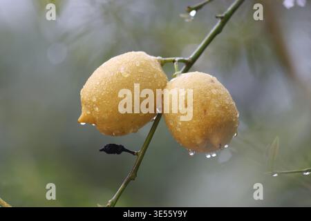 Close-up of Ripe Yellow Lemons with Fresh Raindrops on a Branch in the Garden Stock Photo