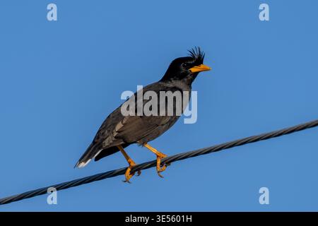 Great Myna (Acridotheres grandis) perched on a wire in Thailand. Stock Photo