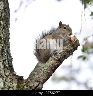 Gray squirrel is common in most eastern U.S. habitats. This wild rodent is often kept as a pet. Food is primarily nuts (acorns etc.), but is carnivero Stock Photo