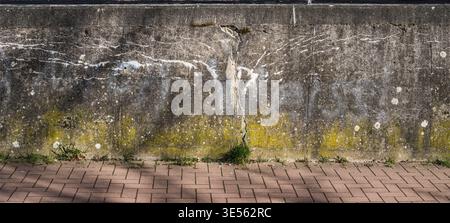 Old concrete wall with cracks, structures and green moss Stock Photo