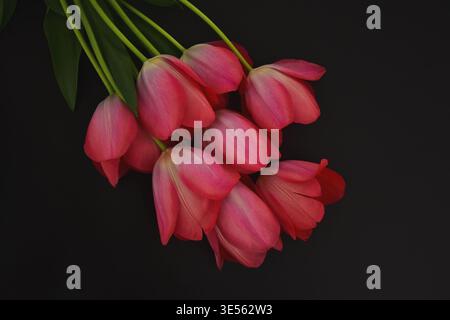 Bunch of pink tulips on black background Stock Photo
