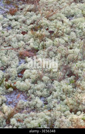 On sandy soil in a Live Oak copse at Kissimee Prairie State Park, Florida. Primarily Powder-puff Lichen (Cladina evensii) but also includes C. subtenu Stock Photo