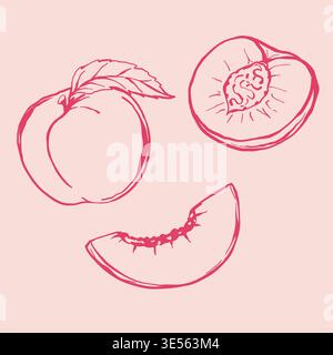 Summer sweet peach sketchy illustration. Whole fruit with leaf and slice. Handdrawn vector lineart. Stock Vector