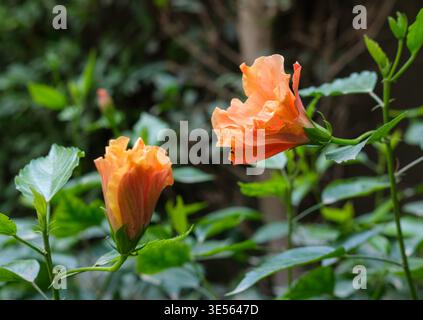 Two opening buds of double orange tropical hibiscus (Hibiscus rosa-sinensis) in a Cairo garden, Egypt Stock Photo