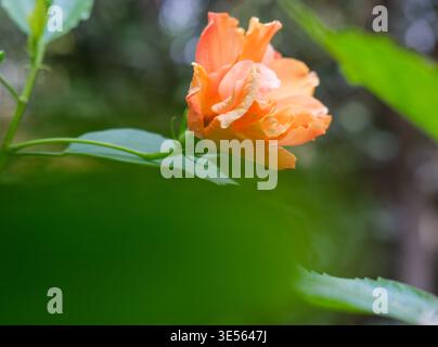 Double-petalled orange flower of tropical hibiscus (Hibiscus rosa-sinensis) against green foliage, Cairo garden, Egypt Stock Photo