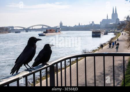 two carrion crows (Corvus corone) are sitting on a railing on the banks of the river Rhine, in the background the catehdral, Cologne, Germany. zwei Ra Stock Photo
