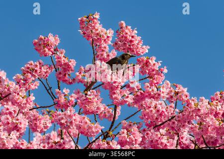Small bird resting on blooming sakura branches against a clear blue sky in Tokyo Stock Photo
