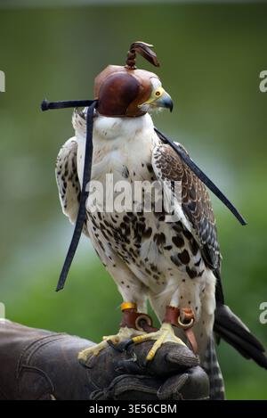 Falcon wearing traditional leather hood perched on falconer’s gloved hand. Bird of prey used in falconry with jesses attached. Stock Photo