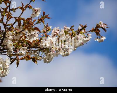 Spring blossom of the hardy ornamental great white cherry, Prunus 'Tai Haku' Stock Photo
