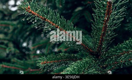 Rain Drops on Evergreen Pine Branch Stock Photo