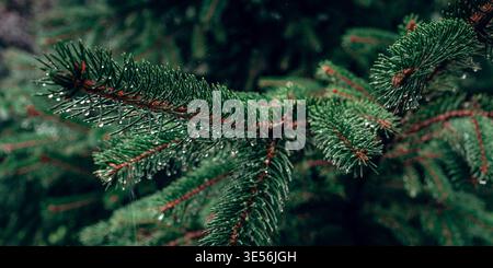 Rain Drops on Evergreen Pine Branch Stock Photo