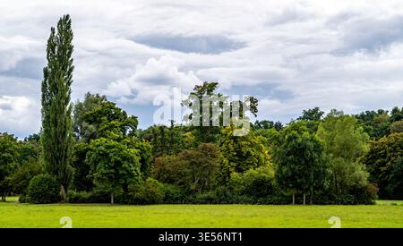 Wide panoramic view of lush green park meadow with tall poplar tree and dense forest under dramatic cloudy sky, calm natural landscape background. Stock Photo