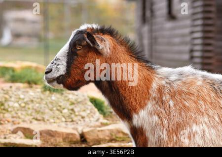 Small brown and white domestic goat Stock Photo