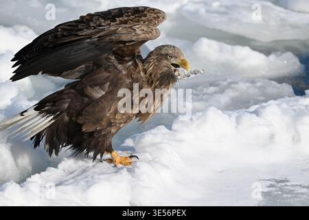 White-tailed Eagle on offshore sea ice,Rausu,Shiretoko Peninsula,Hokkaido island,Japan. Stock Photo