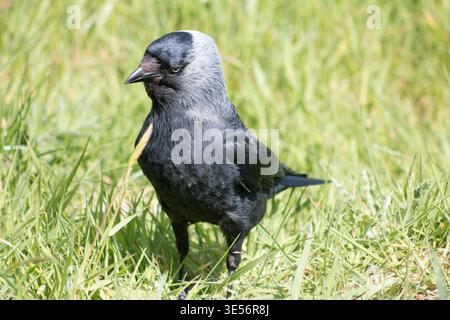 Western Jackdaw (Coloeus monedula). Stock Photo