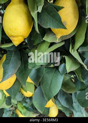 Ripe Lemons Clustered On Branch Surrounded By Deep Green Leaves, Glossy Rind Catching Sunlit Highlights, Conveying Farmtotable Freshness Stock Photo
