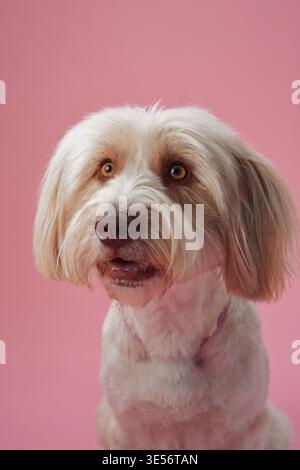 A small white dog glances sideways while sitting in a pink studio setting. The gentle lighting highlights its soft fur and calm personality in a Stock Photo