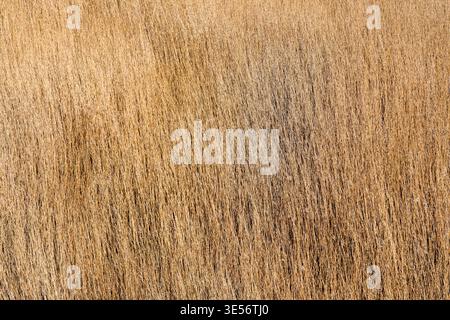 Dry golden reed texture background in early spring natural pattern Latvia wetland landscape Stock Photo
