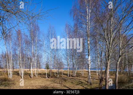 Early spring birch grove in Latvia with meadow, water reflections and clear blue sky landscape Stock Photo