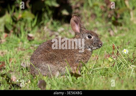Brush Rabbit  Sylvilagus bachmani Newport, California, United States 29 April       Adult      	Leporidae Stock Photo
