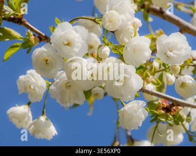 White cherry blossoms in the Japanese garden on Mayne Island, British Columbia, Canada. Stock Photo