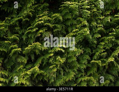 Thuja (Arborvitae) Green Hedge Wall — Lush Evergreen Conifer Foliage Nature Background Stock Photo