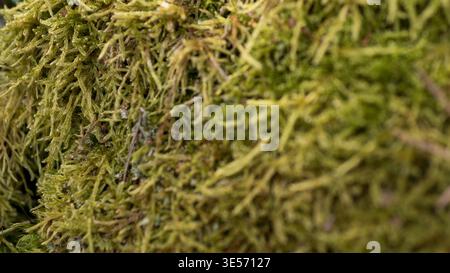 Pleurozium schreberi Forest Moss Close-Up — Lush Green Macro Texture on Tree Trunk Stock Photo