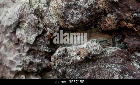 Tree bark with lichen abstract natural texture background Stock Photo