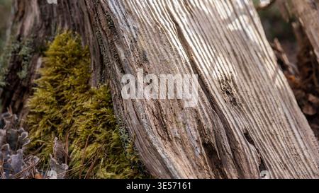 Weathered Dead Pine Wood Grain with Green Moss — Fallen Log Macro Texture in Forest Stock Photo