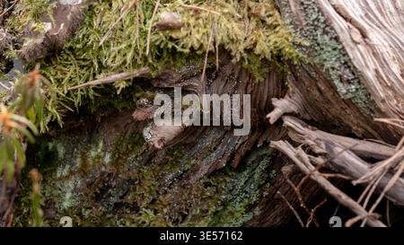 Weathered Dead Pine Wood Grain with Green Moss — Fallen Log Macro Texture in Forest Stock Photo