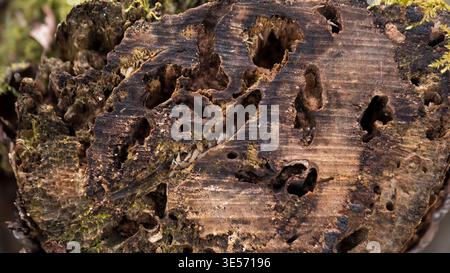 Insect-Damaged Rotting Tree Stump Cross Section — Wood Boring Beetle Damage Macro Close-Up Stock Photo