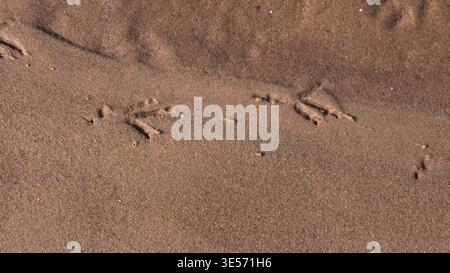 Bird Footprints on Wet Sand Beach — Animal Tracks Macro Nature Background Stock Photo