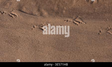 Bird Footprints on Wet Sand Beach — Animal Tracks Macro Nature Background Stock Photo