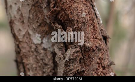 Rough Pine Tree Bark Macro Texture — Close-Up of Scots Pine Trunk in Boreal Forest Stock Photo