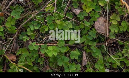 Green clover leaves natural background texture on forest ground Stock Photo