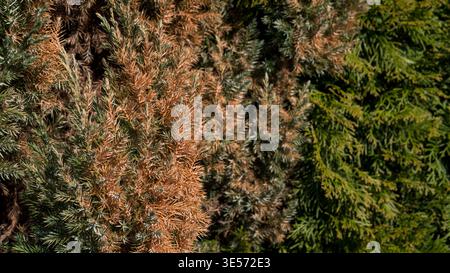 Dying Juniper Bush with Brown and Green Needles — Diseased Conifer Plant Close-Up Stock Photo