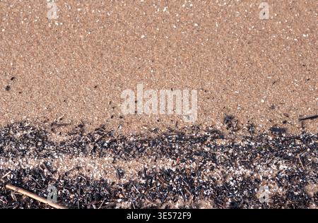 Seaweed debris on sandy beach texture natural coastal abstract background Stock Photo