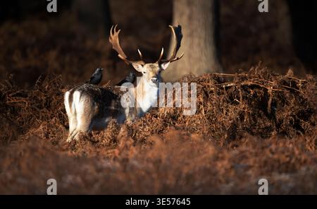Fallow deer buck (Dama dama) stands among brown autumn ferns while two Jackdaws perch on its back, UK. Stock Photo
