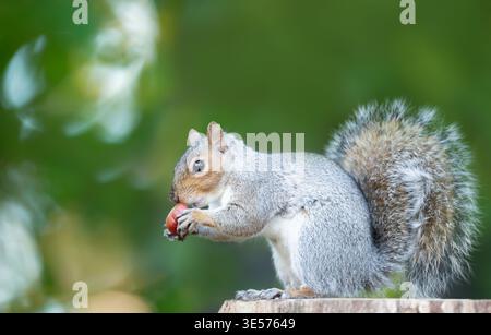 Grey squirrel (Sciurus carolinensis) eating a chestnut while sitting on a tree stump in natural woodland habitat, UK. Stock Photo