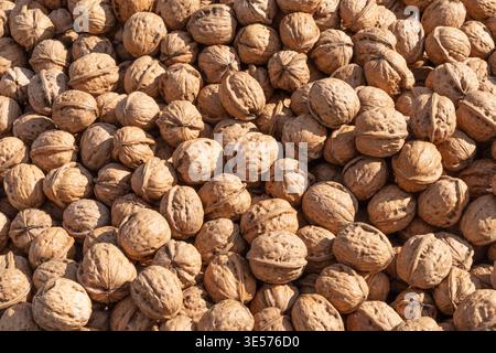 Walnuts in shell full frame background natural nut texture organic food pattern for design Stock Photo