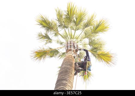 A professional arborist performing high-altitude pruning on a Canary Island palm using safety harnesses and specialized equipment. Stock Photo