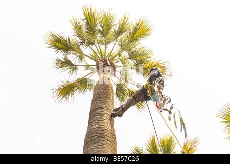 A professional arborist performing high-altitude pruning on a Canary Island palm using safety harnesses and specialized equipment. Stock Photo