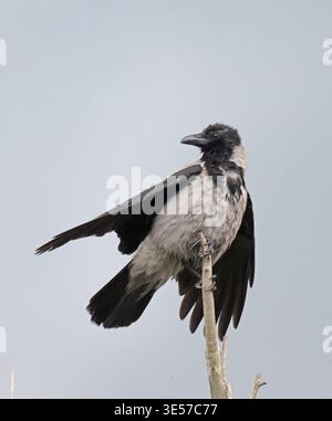 Hooded crow Corvus cornix Danube Delta Romania Stock Photo