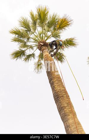 A professional arborist performing high-altitude pruning on a Canary Island palm using safety harnesses and specialized equipment. Stock Photo
