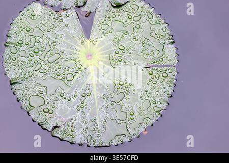 Water lily pad floats on a calm pond with dew drops in the morning light.  Hanoi. Vietnam. Stock Photo