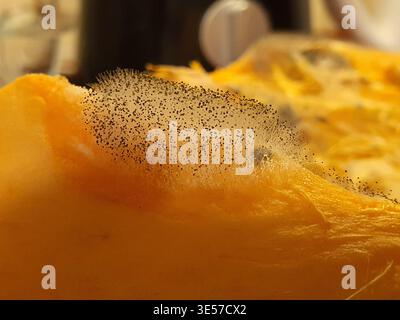Macro photograph showing dense fungal mold colony growing on decaying orange-yellow fruit substrate. The image captures intricate white filamentous Stock Photo