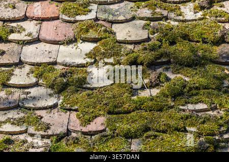 Moss-covered weathered terracotta roof tiles photographed in close-up, showing texture, repeating pattern and natural green growth on an old rooftop, Stock Photo